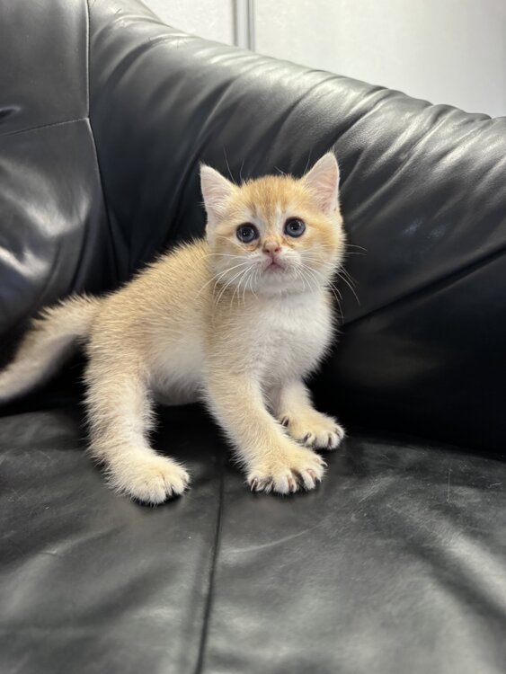 Шотландские котята. Золотая шиншилла.