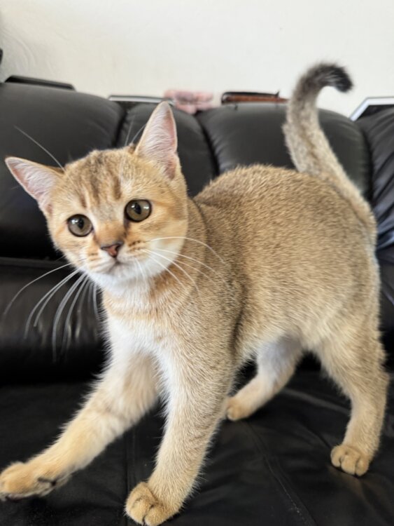 Шотландские котята. Золотая шиншилла.