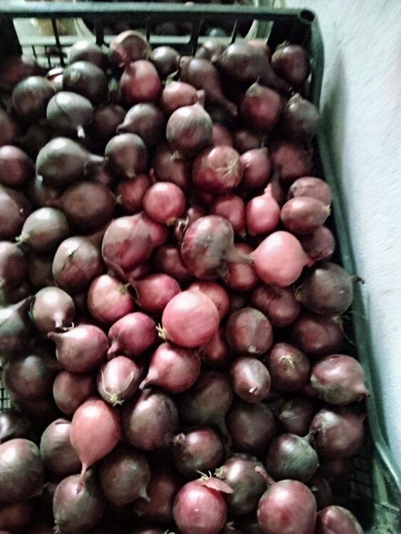 Продам фиолетовый лук