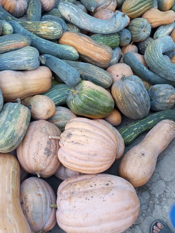 Продам сладкую тыкву