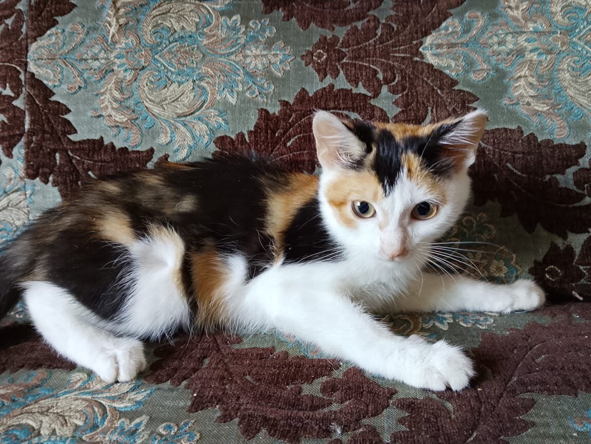 Отдам котёнка в добрые и заботливые руки.