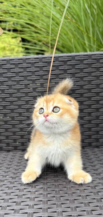 Шотландский вислоухий золотой котик