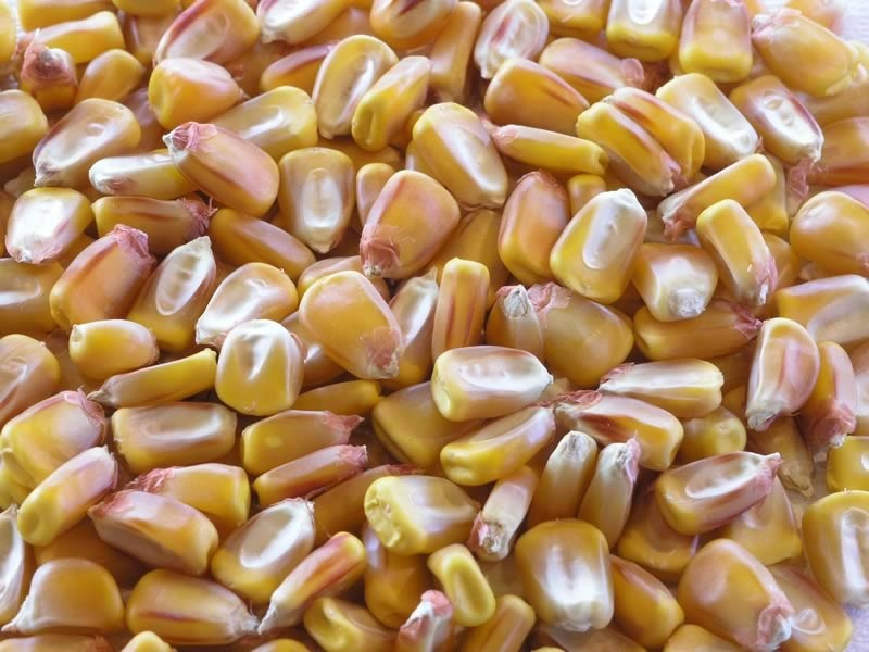 Продам кукурузу