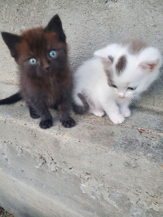 Котики в ДОБРЫЕ руки!