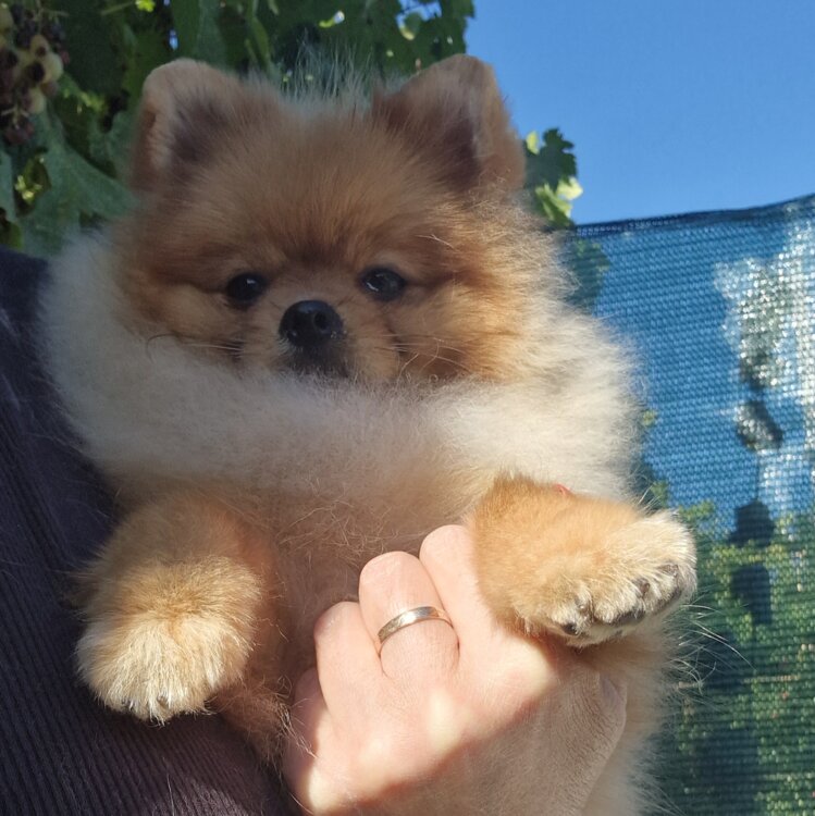 Померанский шпиц