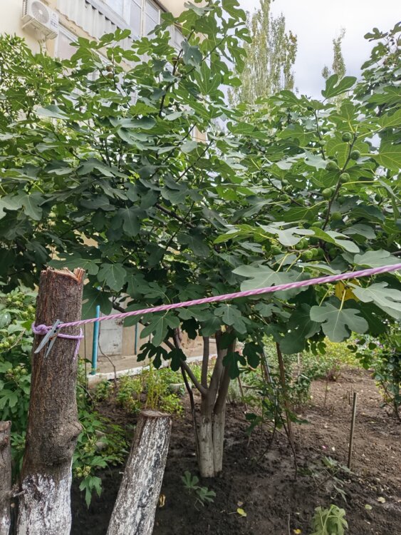 Саженцы инжира королевского