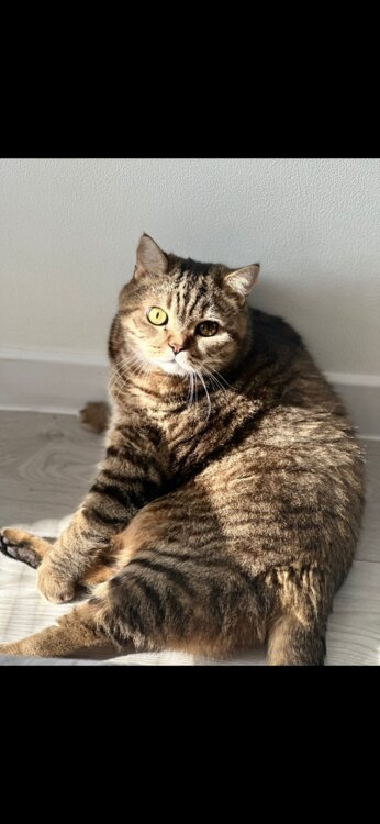 СРОЧНО!!! Отдадим в хорошие руки кота!