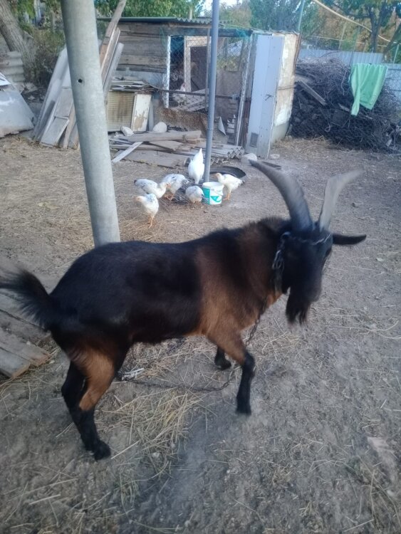 Продам Козла Альпийская помесь