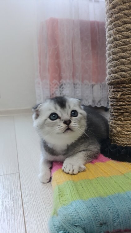 Открывается бронь на шикарного шотландского породистого котёнка