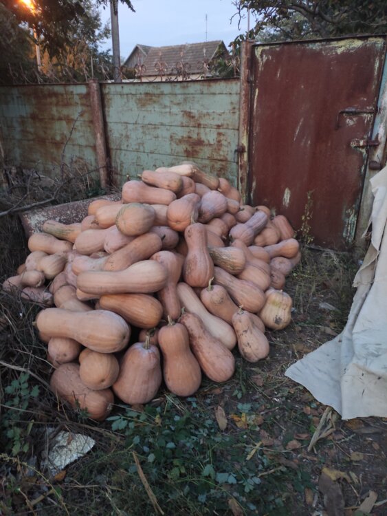 Продам тыкву