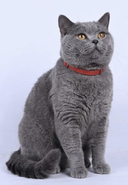 Британские кошечка и котик в дар.