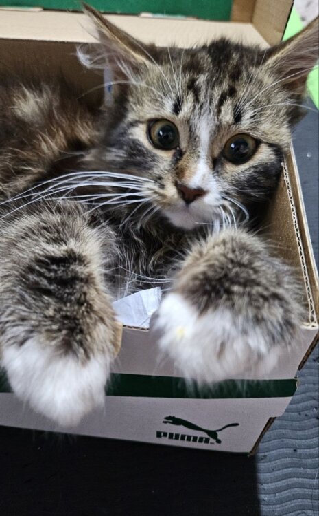Котенок в хорошие руки