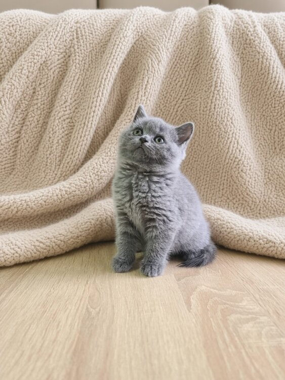 Шотландские малыши скоттиш-страйт и скоттиш-фолд