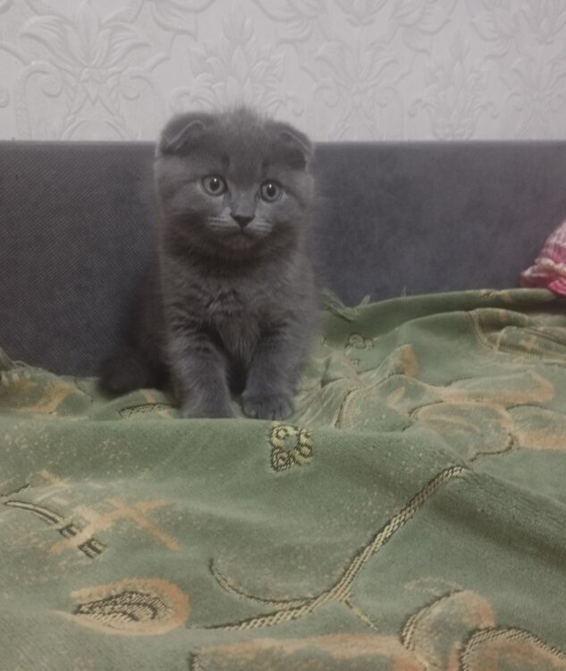 Продаётся шотландский котёнок-мальчик