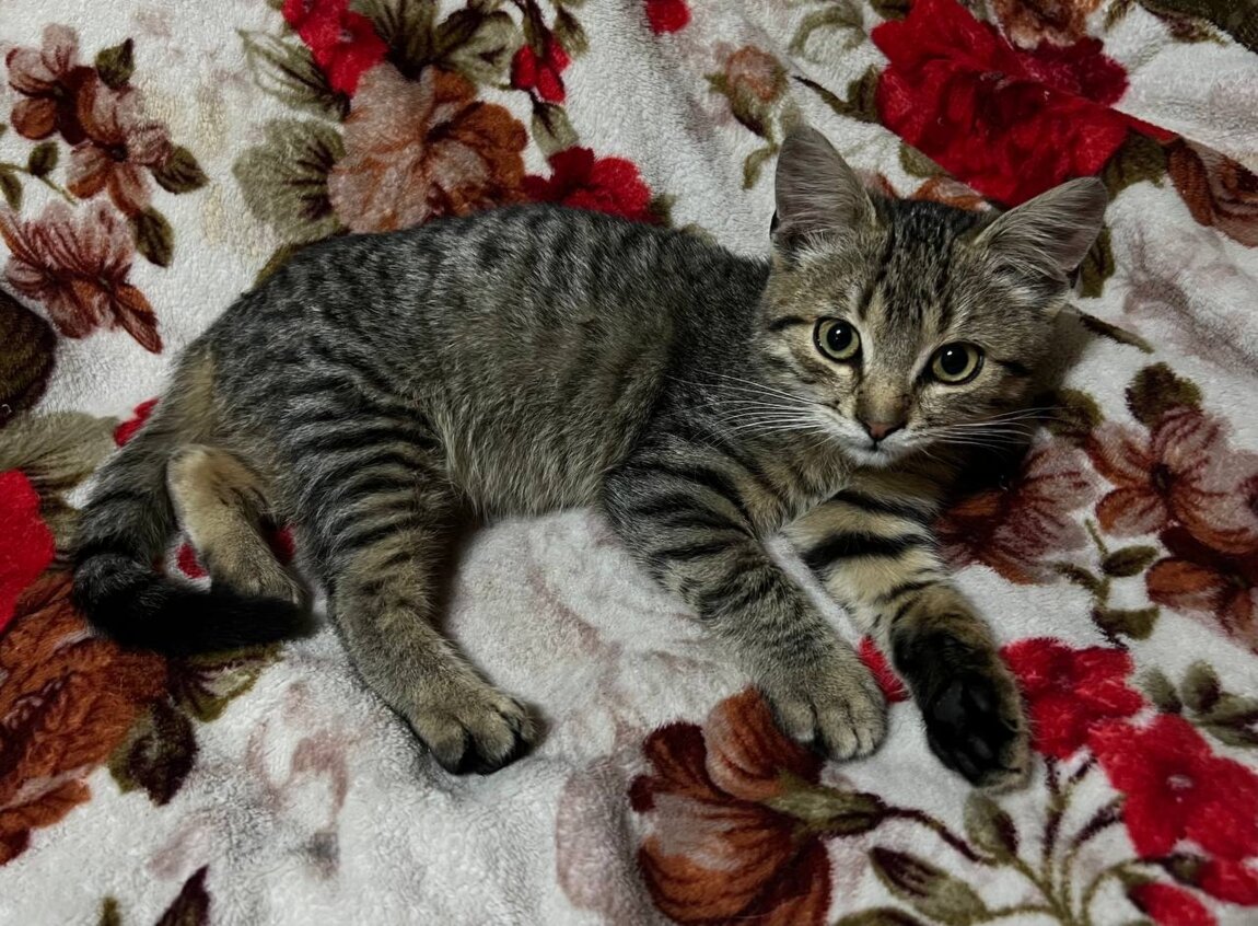 Отдам ласкового и умного котенка в добрые руки