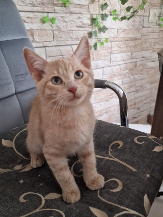 Котёнок мальчик 3 месяца в добрые руки!