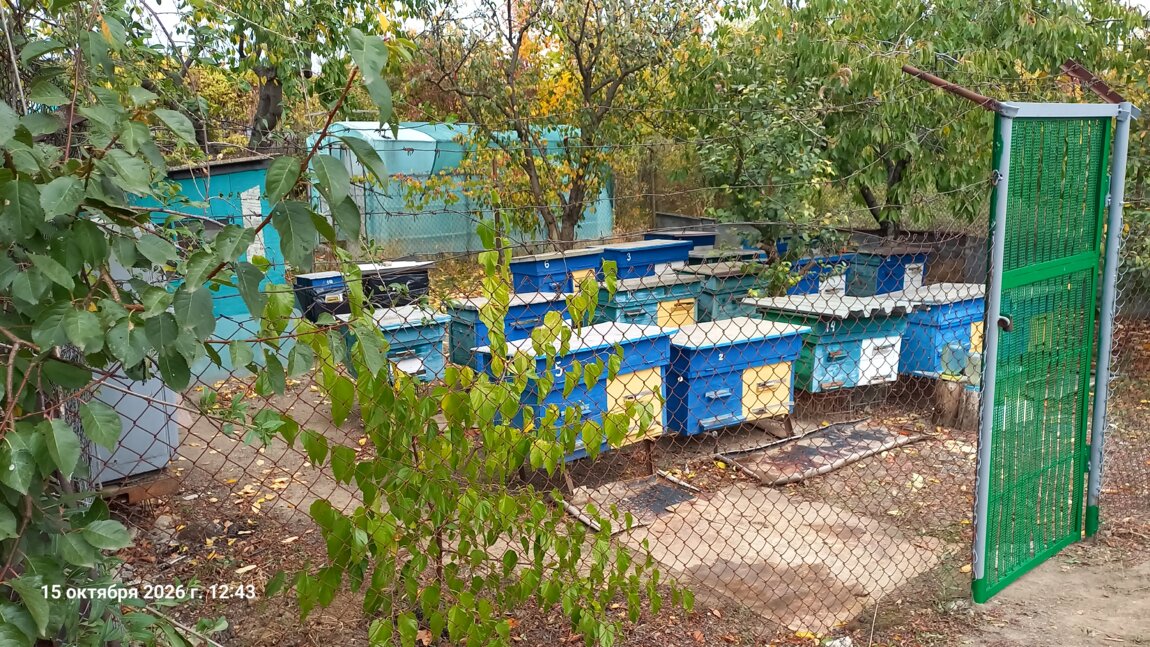 Продам пасеку с местом недорого