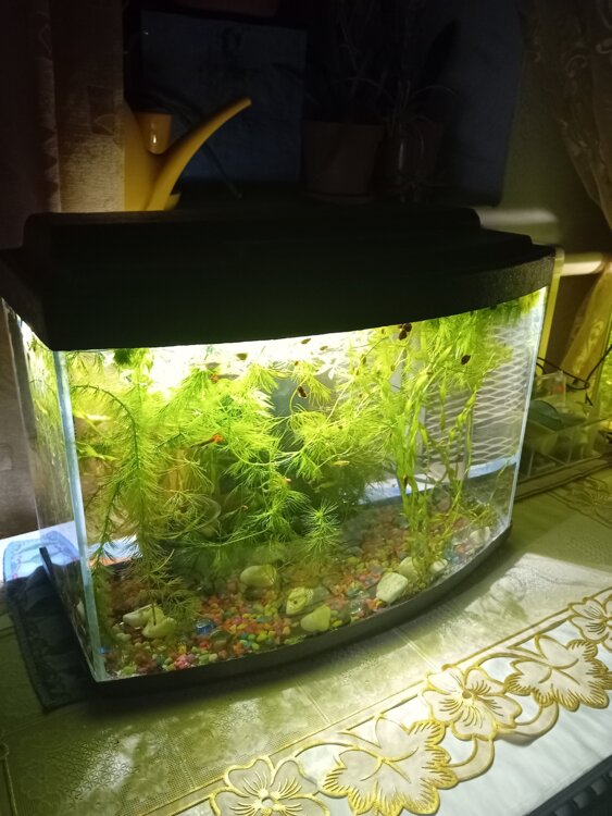 Картина акрилом