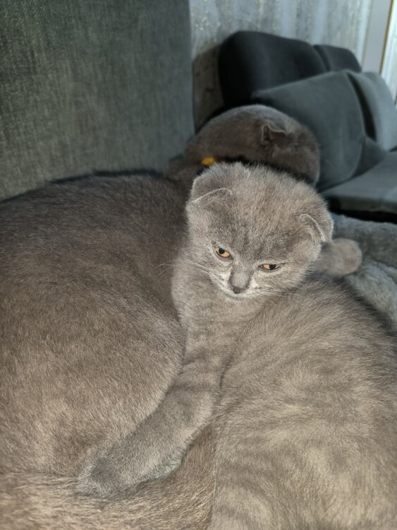 Продам кошечку Scottish fold.