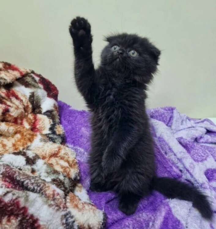 Шотландский котенок