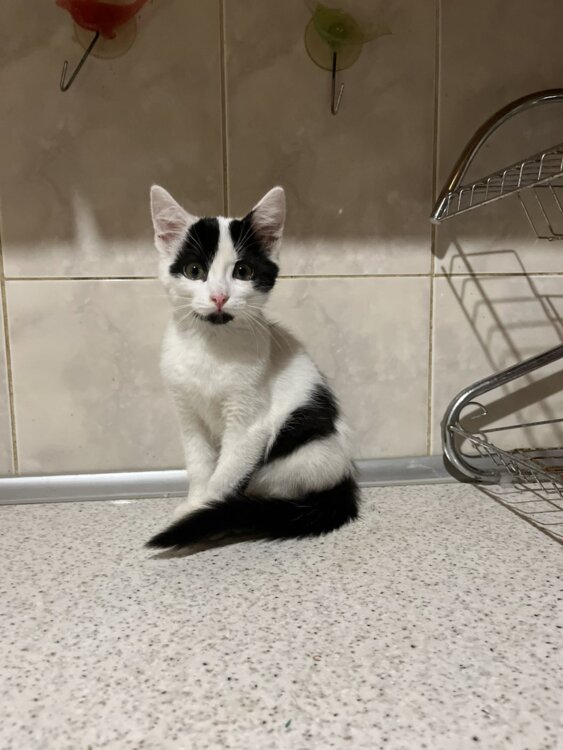 Удивительные котята ищут дом!!!!