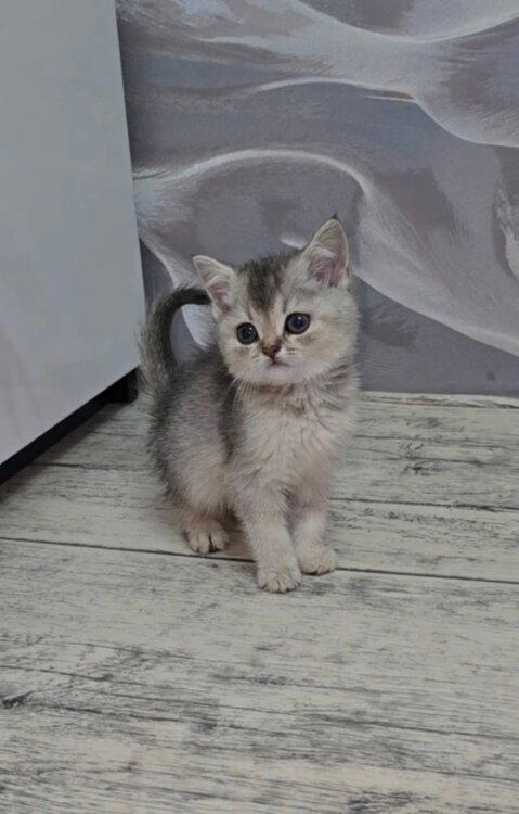 Британские шиншиллы (голубое золото)