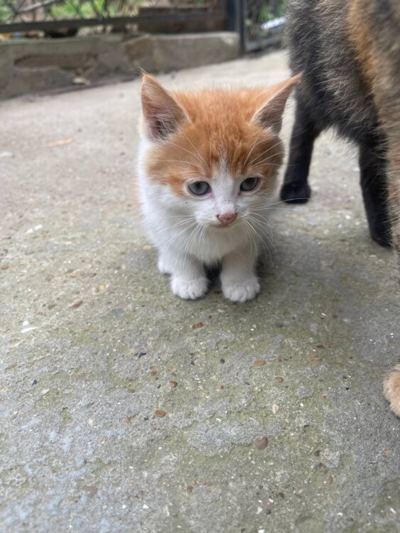 Отдам двух котят