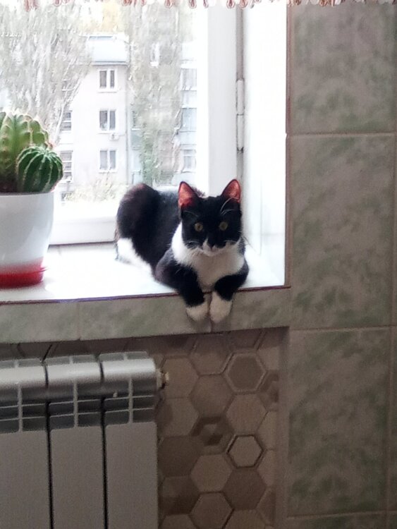 Отдам в добрые руки
