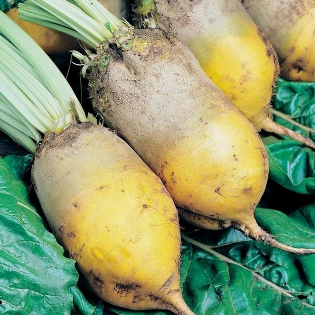 Продам кормовую свеклу