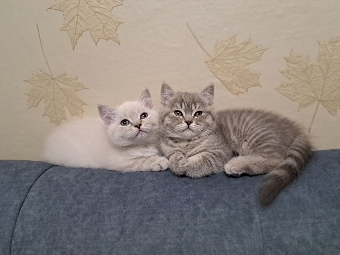 ШОТЛАНДСКИЕ КОТЯТА