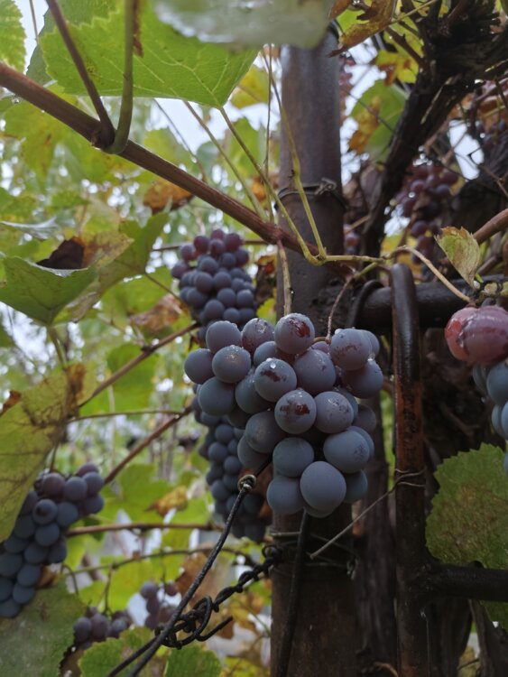 Продам виноград крымская лидия