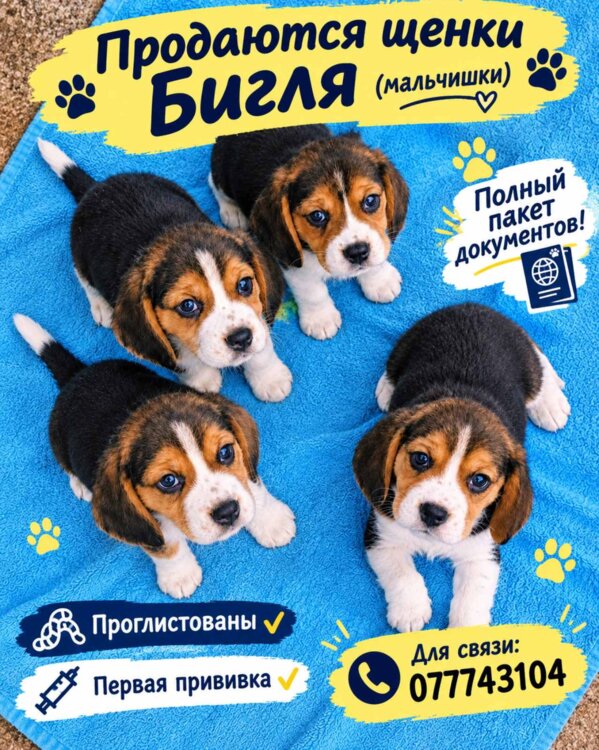 Щенки Бигля