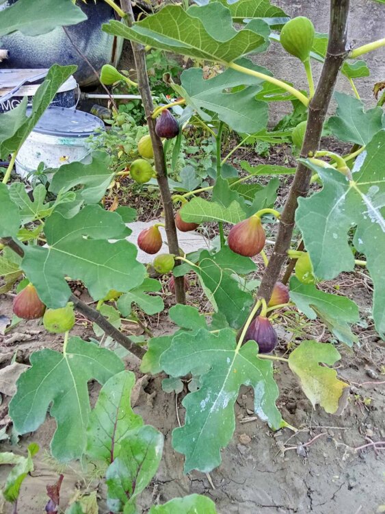 Саженцы инжира продам