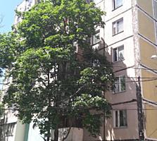Se vinde, 1-odaie(cămin- secție), 21m2,reparat, locativ, sect. Rîşcani