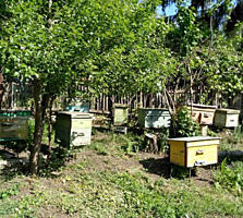 Продаю дом c пасекой