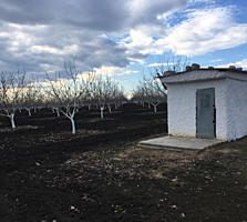 Livada de nuci plantata in anul 2007