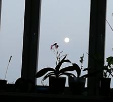 Продам 2-х комнатную квартиру на Гвардейской 4 этаж. Собственник.