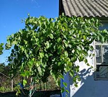 Продам классную дачу!