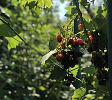 Продам двухсторонний участок, Костанди - Фонтанская дорога.