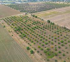 Teren agricol 4,87 ha Orhei, com. Pelivan