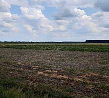 продаж ділянка сільськогосподарського призначення Бориспільський, Голо