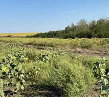 продаж ділянка сільськогосподарського призначення Кропивницький, Сокол