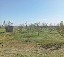 Продается ореховый сад в связи с переездом. Цена 70 000$, торг уместен