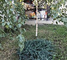 №2341 Продам дом со всеми удобствами на ул. ...