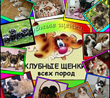 Приглашаем в клуб собаководства