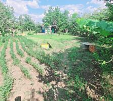 Продаются 2 земельных участка, соединенные между собой одним забором