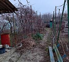 Дачный участок в г. Слободзея, СОТ: Изабэлла (район пляжа молд. част).