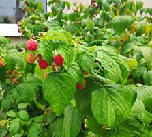 Пол дома Кировский-центр кап. ремонт 80/40/10 От соседей все отдельно