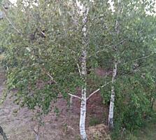 Участок верхний БАМ Варница