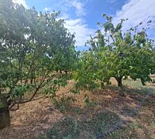 Продается участок с садом!